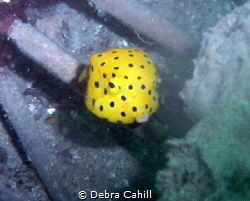Yellow Boxfish Pipeline Pt Stevens by Debra Cahill 